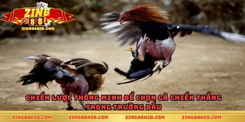 Chiến lược thông minh để chọn gà chiến thắng trong trường đấu