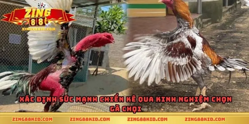 Xác định sức mạnh chiến kê qua kinh nghiệm chọn gà chọi