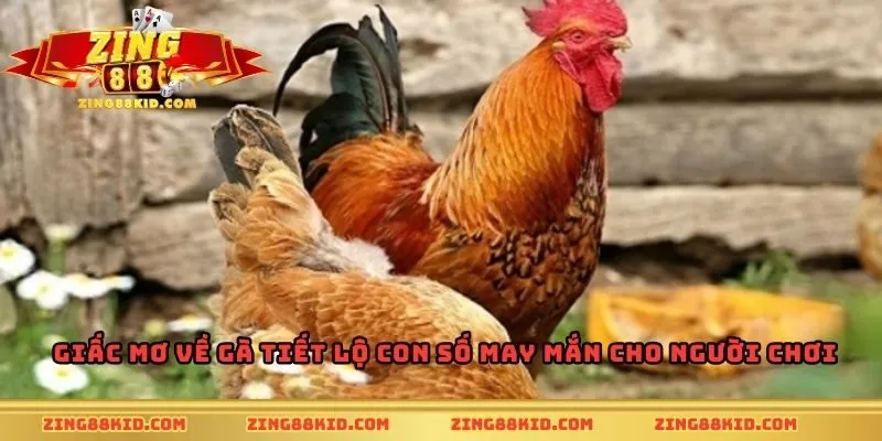 Giấc mơ về gà tiết lộ con số may mắn cho người chơi