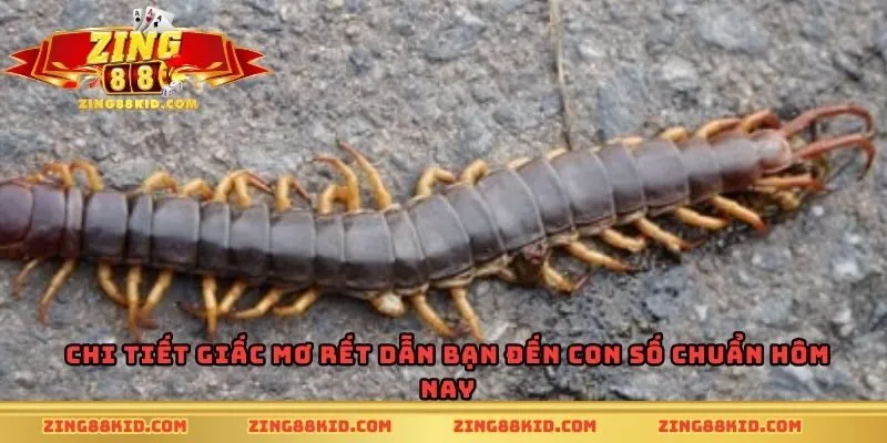 Chi tiết giấc mơ rết dẫn bạn đến con số chuẩn hôm nay