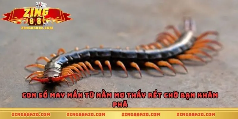 Con số may mắn từ nằm mơ thấy rết chờ bạn khám phá