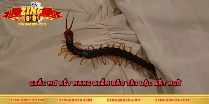 Giấc mơ rết mang điềm báo tài lộc bất ngờ