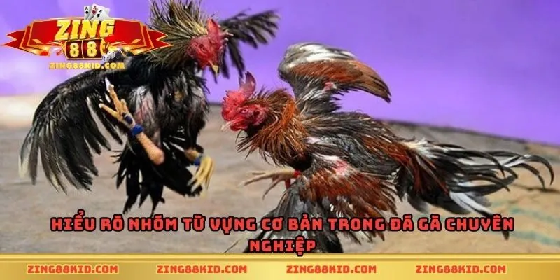 Hiểu rõ nhóm từ vựng cơ bản trong đá gà chuyên nghiệp