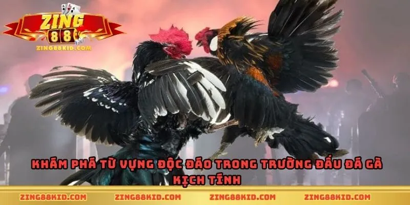 Khám phá từ vựng độc đáo trong trường đấu đá gà kịch tính